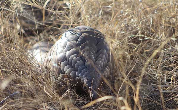 Pangolin in South Africa.