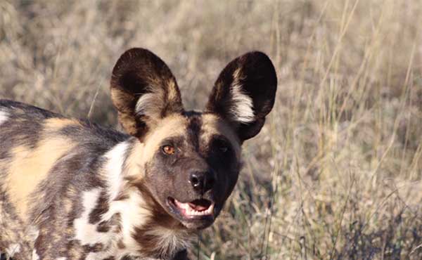 African wild dog in the Kalahari, South Africa