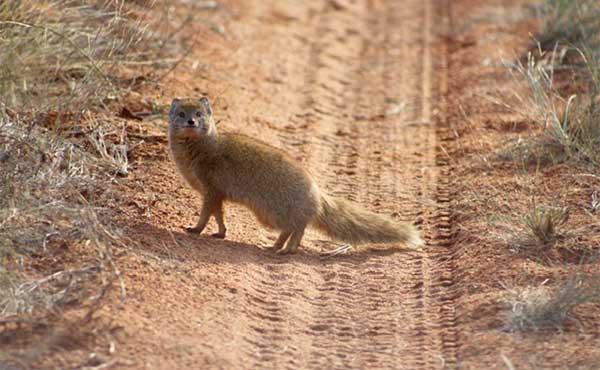 Yellow mongoose in South Africa.