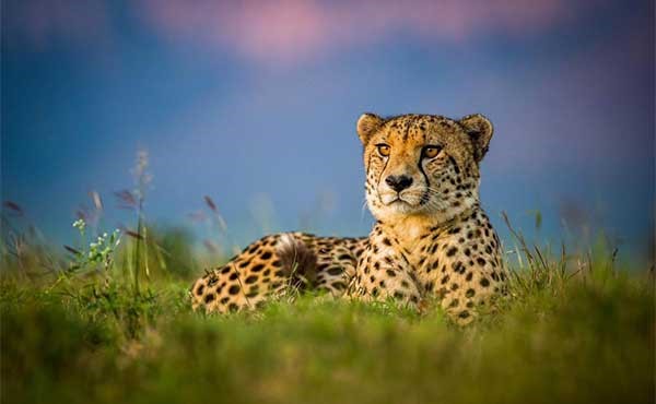 Cheetah in Zimanga Private Game Reserve.