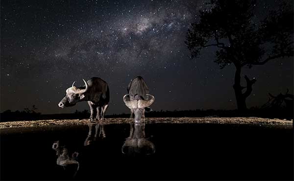Buffalo in Zimanga Private Game Reserve, South Africa.