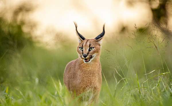 Caracal in Zimanga Private Game Reserve, South Africa.