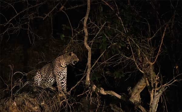 Leopard on a night drive in North Luangwa National Park, Zambia.