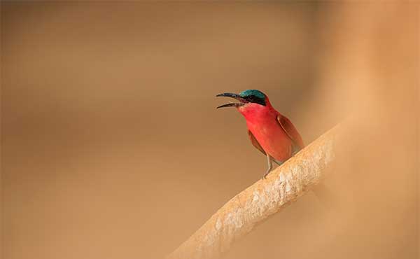Carmine bee-eater in Zambia