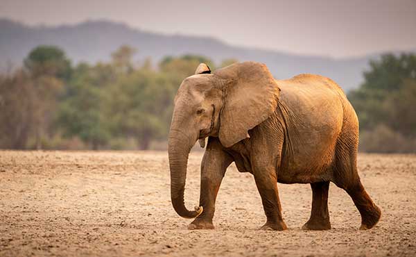 Elephant in South Luangwa National Park, Zambia.