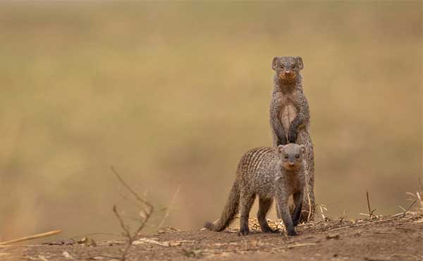 Banded mongoose in South Luangwa National Park, Zambia.