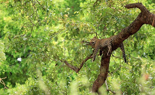 Leopard in a tree in South Luangwa National Park, Zambia.