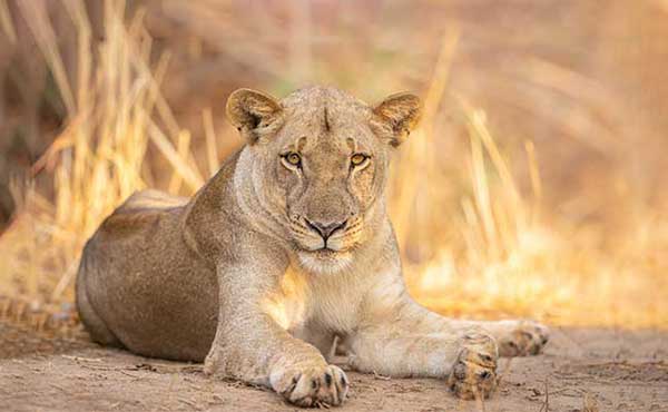 Lioness in South Luangwa National Park, Zambia