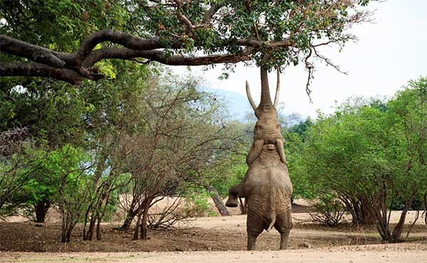 Bull elephant in Mana Pools National Park, Zimbabwe.