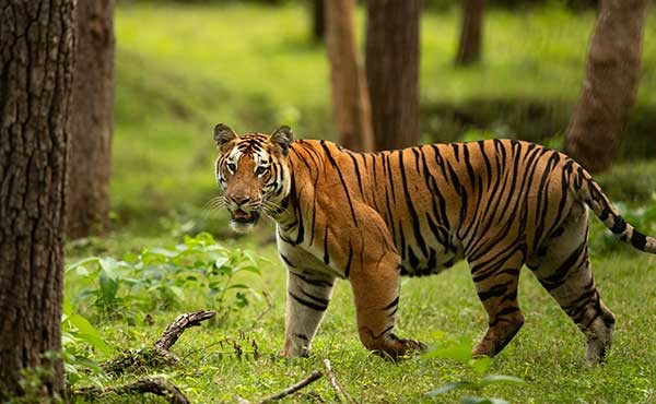 Tiger in Nagarhole National Park, India