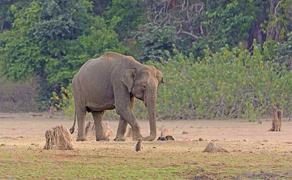 Asian elephant in Nagarhole National Park, India