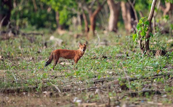Dhole in Nagarhole National Park, India.