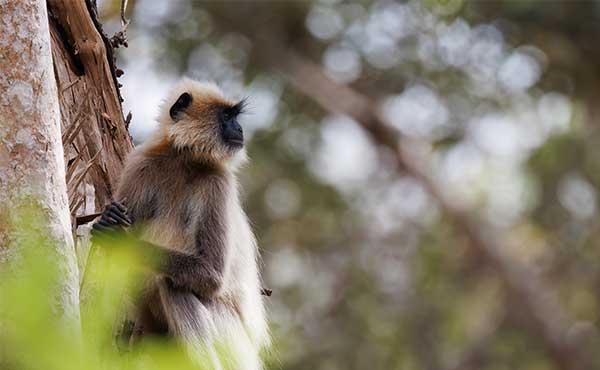 Grey langur in Nagarhole National Park, India.