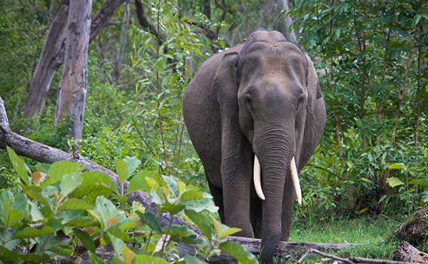 Indian elephant in Nagarhole National Park, India