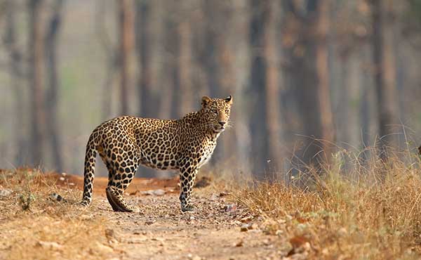 Leopard in Nagarhole National Park, India