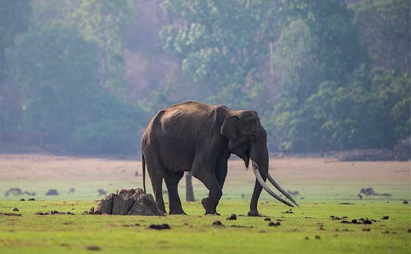 Asian elephant in Nagarhole National Park, India