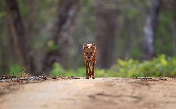 Dhole in Nagarhole National Park, India.