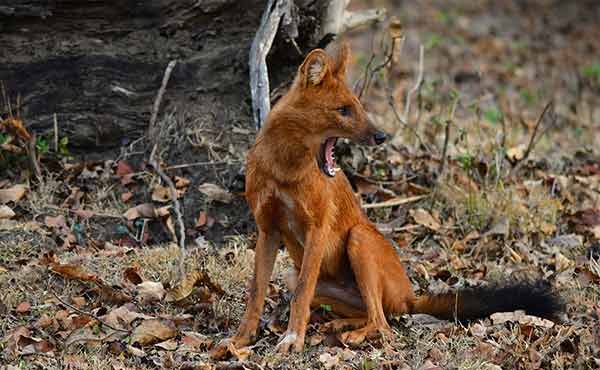 Dhole in Nagarhole National Park, India.