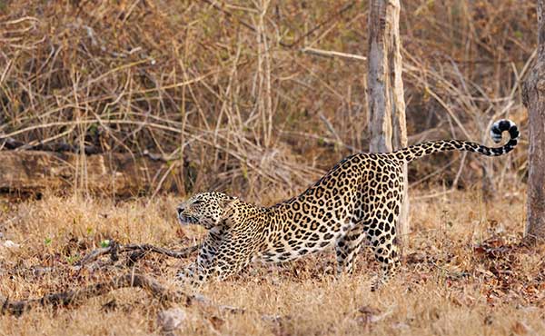 Leopard in Nagarhole National Park, India.