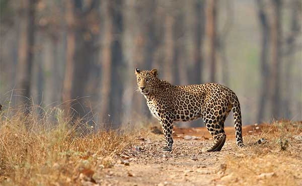 Leopard in Nagarhole National Park, India