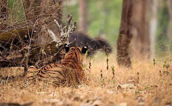 Tiger stalking a gaur in Nagarhole National Park, India.
