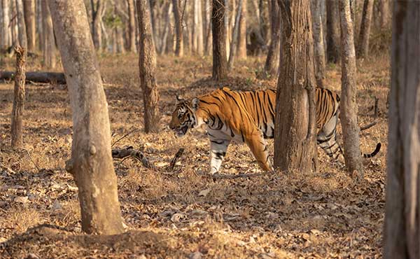 Tiger in Nagarhole National Park, India.