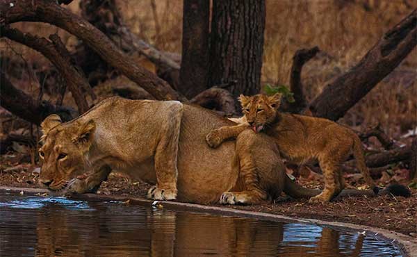 Asiatic lion in Sasan Gir National Park, India