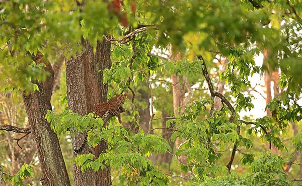 Leopard in Nagarhole National Park, India