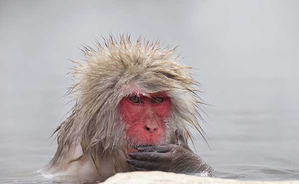 Japanese macaque