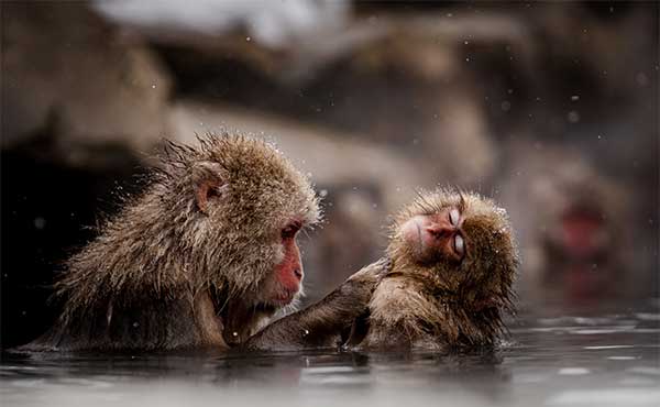 Japanese macaques in Japan.