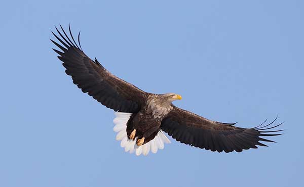 White-tailed sea eagle in Japan.