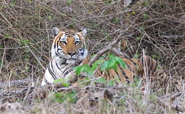Tiger in Nagarhole National Park