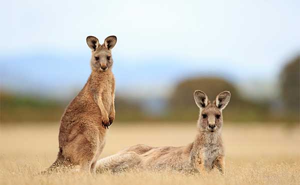 Forrester's kangaroo and joey in Australia.