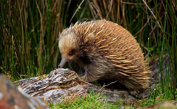 Short-beaked echidna in Australia.