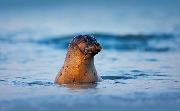 Grey seal
