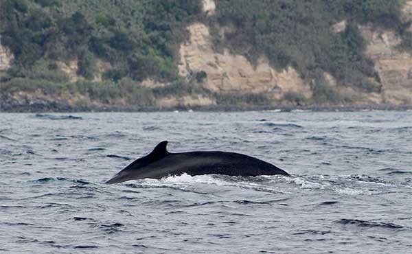 Humpback whale in the Azores.