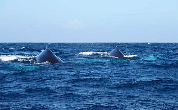 Humpback whales in the Azores.