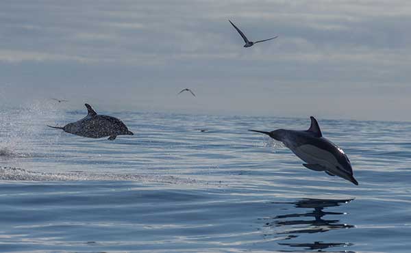 Common dolphin in the Azores