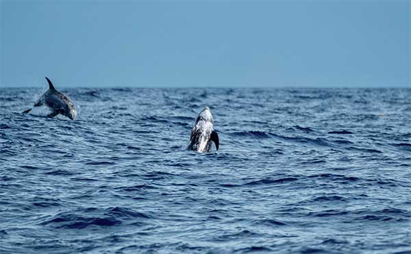 Risso's dolphin in the Azores