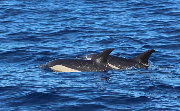 Short-beaked common dolphin in the Azores.