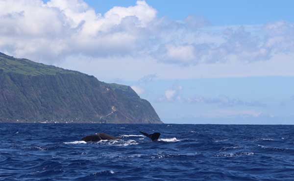 Sperm whale in the Azores.