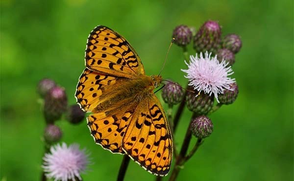 Dark green fritillary in France