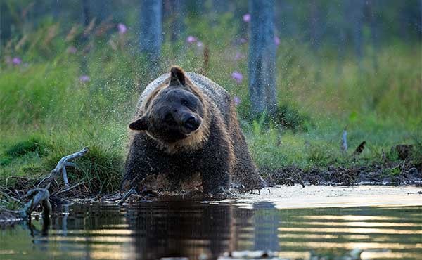Brown bear in Finland.