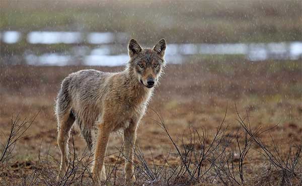 European wolf in Finland.