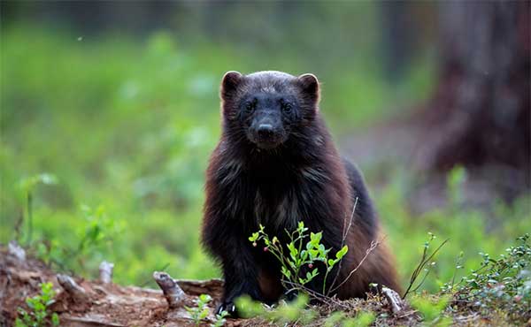 Wolverine in Finland.