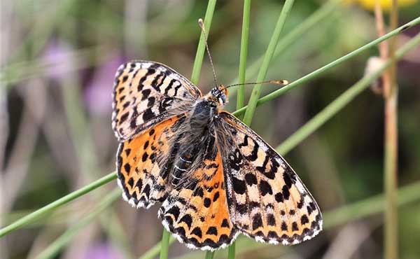 Spotted fritillary in France