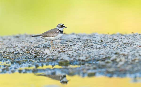 Ringed plover in France