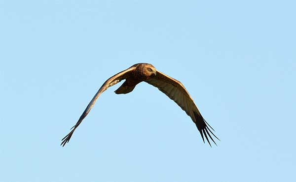 Marsh harrier in Crete