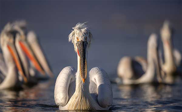 Dalmatian pelican in Lake Kerkini. Greece