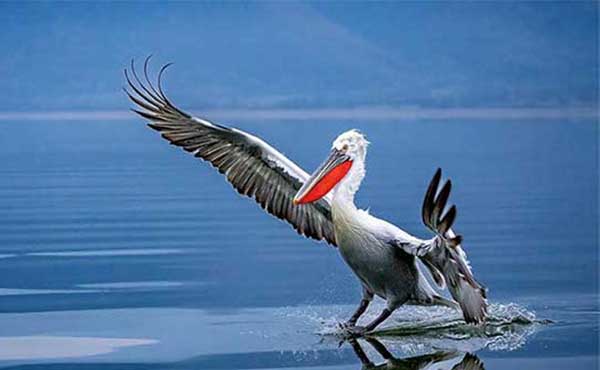 Dalmatian pelican in Lake Kerkini. Greece
